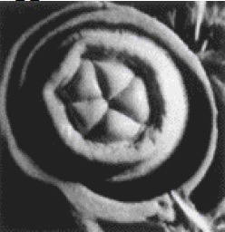 cymatics